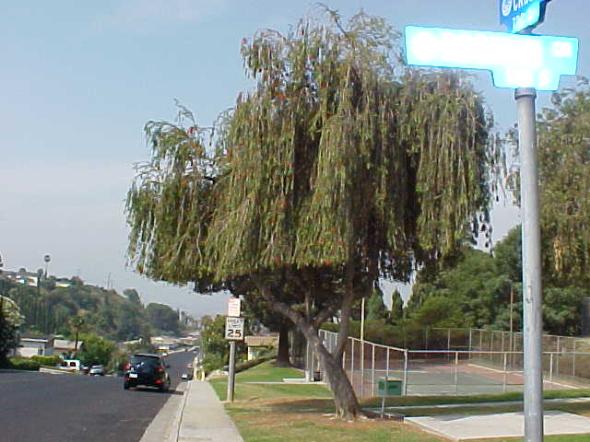 Weeping Bottlebrush